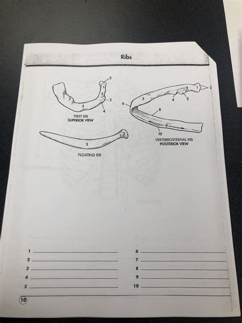 ribs Diagram | Quizlet