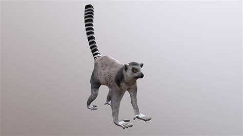 Lemur Buy Royalty Free 3d Model By 3dlowpoly [d9795e3] Sketchfab Store