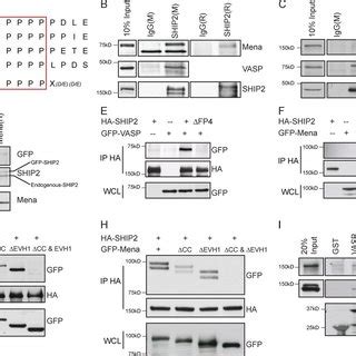 Proteolytically Active Invadopodia Formation Requires Both The