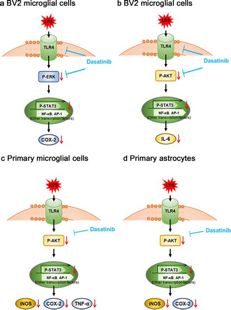 A Working Model For How Dasatinib Alters LPS Induced Proinflammatory