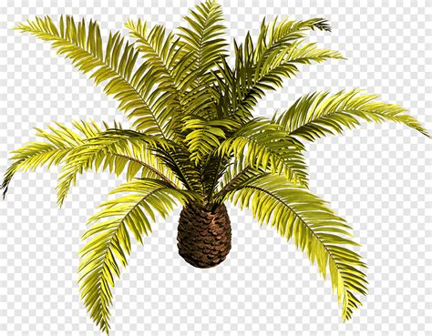 Tree Arecaceae Plant Palmboom Arecaceae Arecales Png PNGEgg