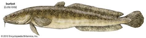 Burbot | Range & Facts | Britannica