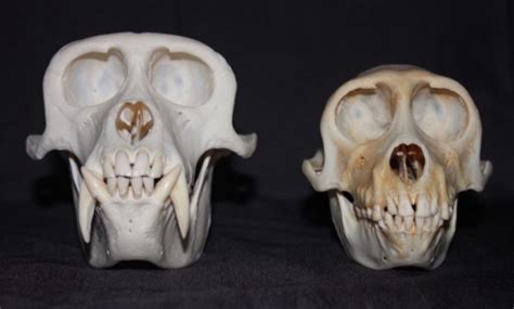 big teeth   dataclassroom