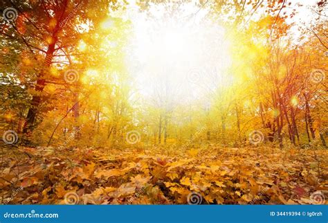 Sunny Fall Day In Park Stock Images - Image: 34419394