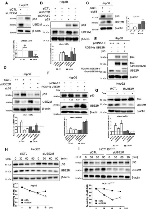 Figure 3 From Ube2m Drives Hepatocellular Cancer Progression As A P53