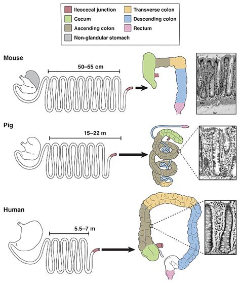 Frontiers Porcine Models Of The Intestinal Microbiota The