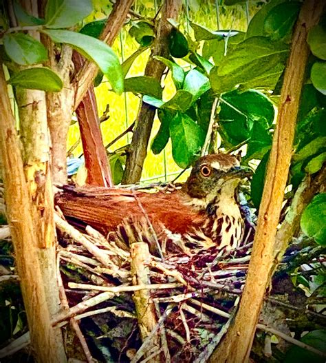 Solve Nesting in my yard today jigsaw puzzle online with 56 pieces