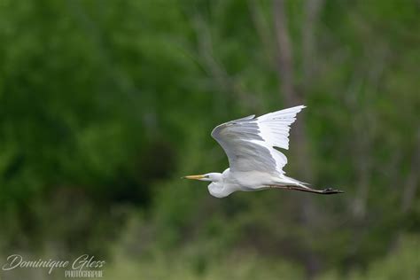 Grande aigrette Great egret Ardea alba Un grand merci à Flickr