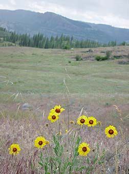 Eastern Washington wildflowers | Wild flowers, Flower pictures, Xeriscape