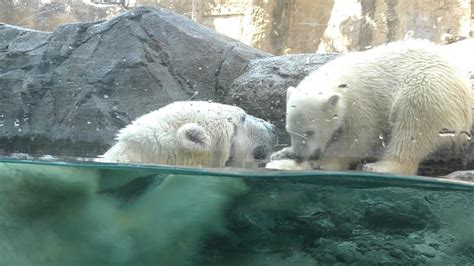 ピリカの泳ぎを見つめるゆめちゃん（ホッキョクグマ）♪旭山動物園 Youtube