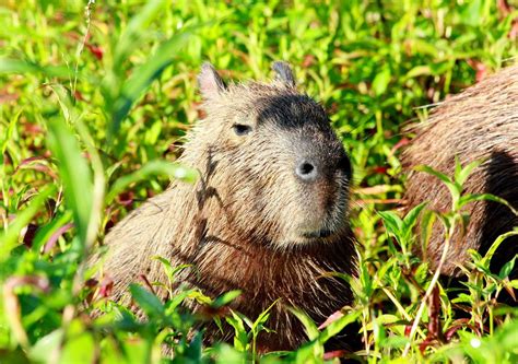 Animais Do Pantanal Brasileiro - Conheça estes animais do pantanal tipicamente brasileiros, considerados ...