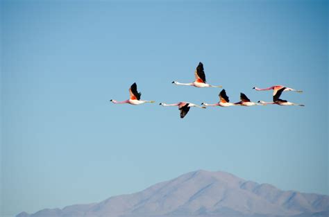 Why Do Birds Fly South in the Winter? - Our Funny Little Site