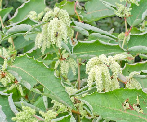 Shrub identification — BBC Gardeners' World Magazine