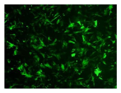 Morphological 100x And Flow Cytometric Analysis Of Bmmscs A Download Scientific Diagram