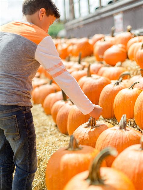 Pumpkin Patch Del Colaborador De Stocksy Marta Locklear Stocksy