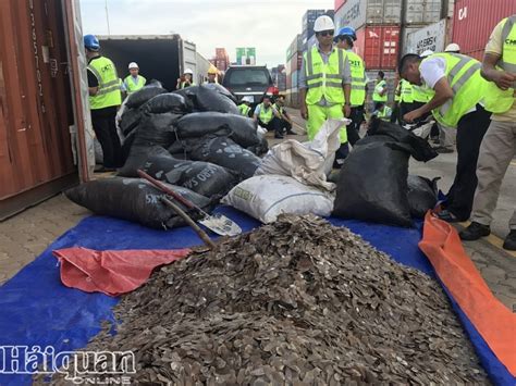 Tons Of Pangolin Scales Hidden In Cashew Shipment