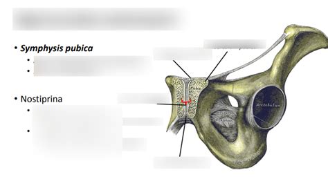 Juncturae Cinguli Pelvici Symphysis Pubica Diagram Quizlet