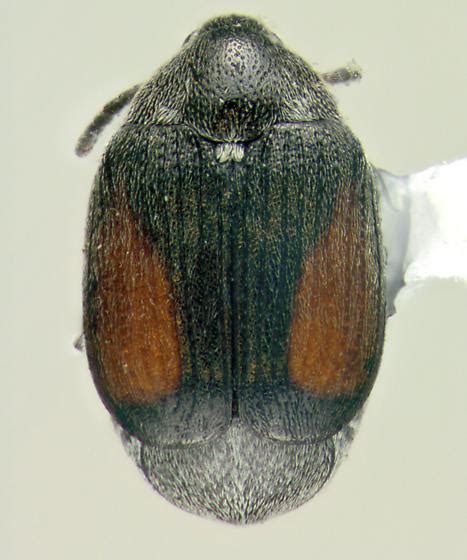 Bruchinae Dorsal Sennius Cruentatus Bugguidenet