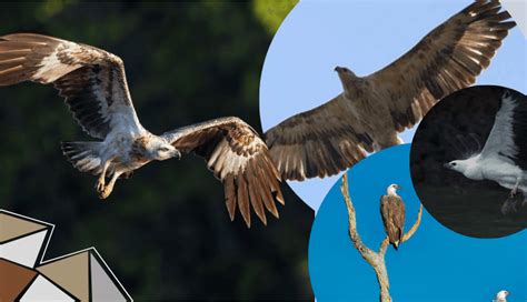 White Bellied Sea Eagle Haliaeetus Leucogaster Fmf Blog