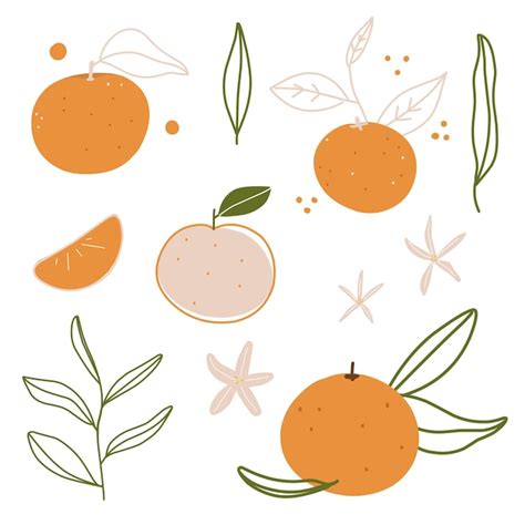 Ilustra O Conjunto De Tangerinas De Natal Folhas E Flores De