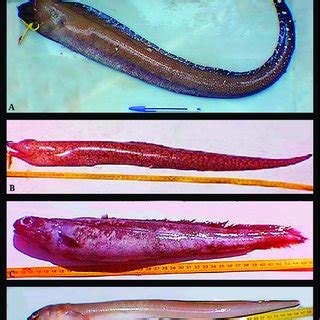 | Species of the order Anguilliformes, family Muraenidae, A ...