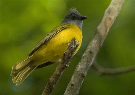 Grey Headed Tanager Owen Deutsch Photography