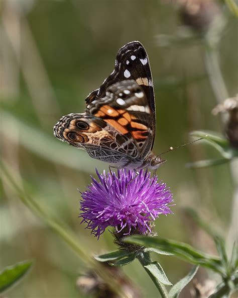 Butterfly Insect Flower Free Photo On Pixabay Pixabay