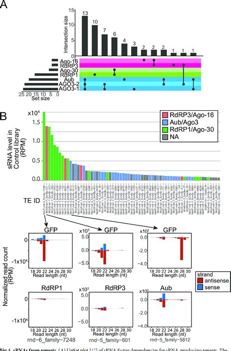 Figure 4 From A Novel Eukaryotic Rdrp Dependent Small Rna Pathway Represses Antiviral Immunity