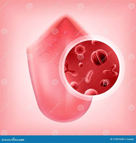 Human Tongue. Muscular Organ With Papillae, Taste Receptors Of The