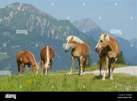 Haflinger Horse At The Ehrwald Alp Tyrol Austria Stock Photo Alamy