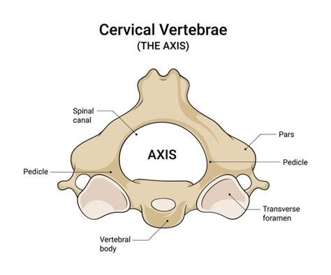 axis vertebrae anatomy cervical spine anatomy sport med school