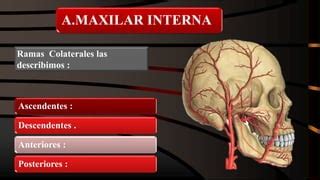 Arteria Maxilar Interna Ppt Descarga Gratuita