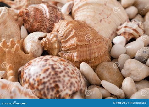 Conchiglie E Fondo Dei Ciottoli Pietre Naturali Della Spiaggia