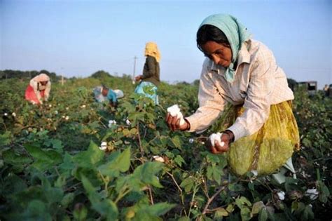 Cotton Farming Cotton Farming Guide Cotton Farming In India