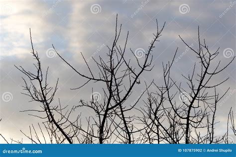 Branches Nues D Un Arbre Au Soleil De Lever De Soleil Photo Stock