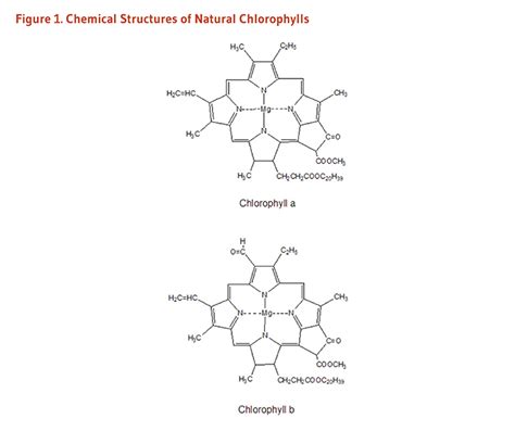 Chlorophyll And Chlorophyllin Linus Pauling Institute Oregon State