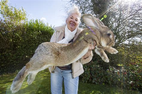 The Official Blogspot Of Igor Purlantov Giant Rabbits Make Excellent Pets