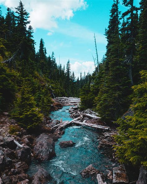 River Stream Stones Spruce Forest Hd Phone Wallpaper Peakpx