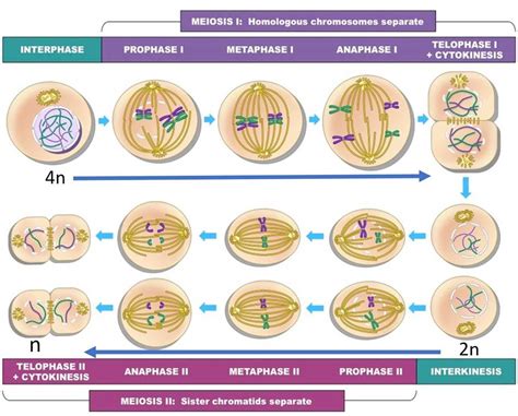 Understanding The Labeled Stages Of Meiosis