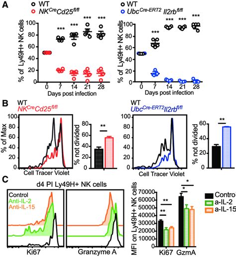 Both Il And Il Drive Nk Cell Expansion In Vivo A Equal Numbers