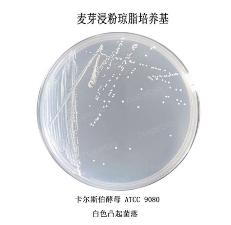 质控菌株在麦芽浸粉琼脂培养基上的生长情况 微生物图片 青岛海博生物