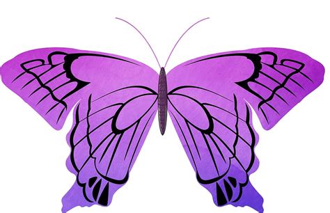 Hd Wallpaper Fly Butterfly Pink Insect Graphics Purple White Background Wallpaper Flare