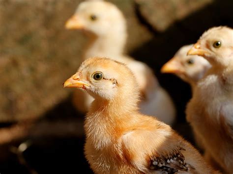 Por qué dar un alimento por etapas a gallinas ponedoras Molinos