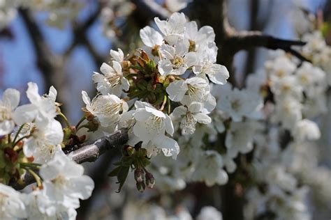 Cherry Blossom Japanese Tree - Free photo on Pixabay