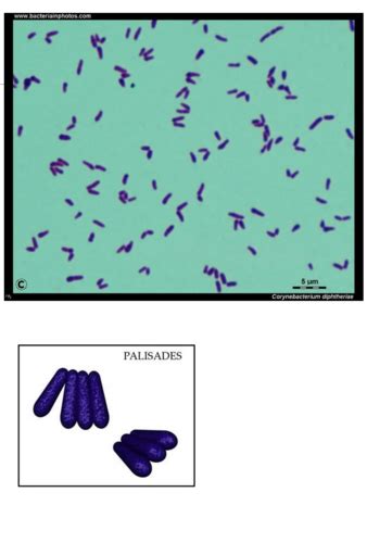 Corynebacteriae Listeria Flashcards Quizlet