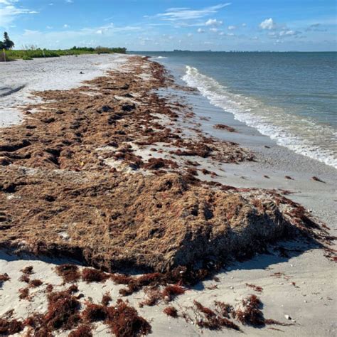 Sargassum Seaweed beach - Travel Off Path