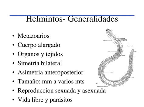 Ppt Helmintos Generalidades Powerpoint Presentation Free Download Id5416773