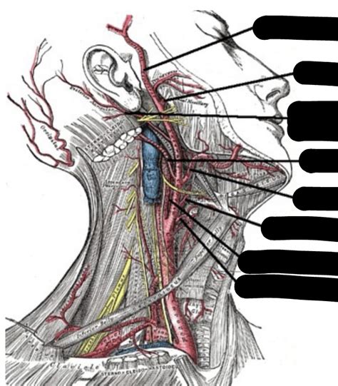 External Carotid Artery Branches Diagram Quizlet