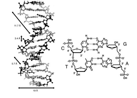 Molecular And Chemical Structure Of The Dna Double Helix Download Scientific Diagram