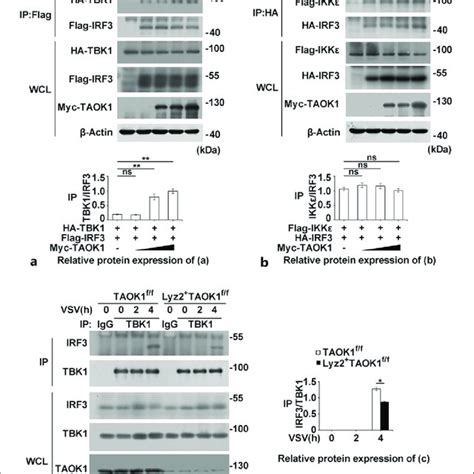 taok promotes tbk irf complex formation  hekt cells